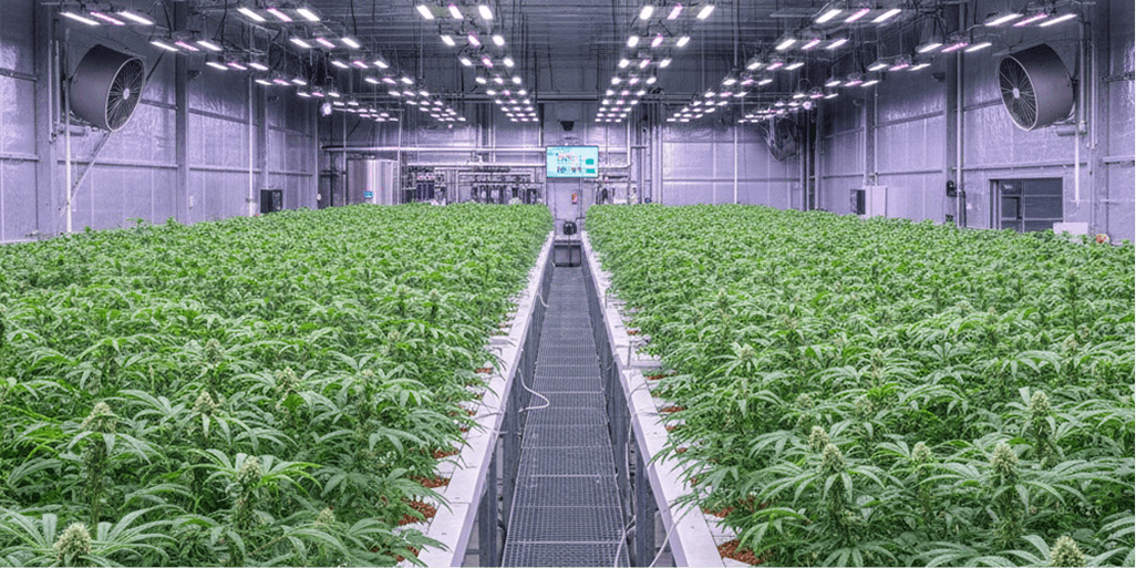 Advanced monitoring for protecting cultivation, processing, and retail operations.